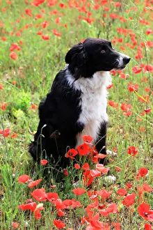 Adventitious: Border collie sitting in a field of poppies in bloom