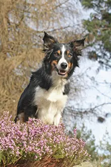 Erica: Border Collie sitting on a rock next to Erica heather