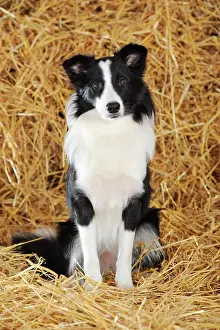 Herding: Border Collie, sitting in straw