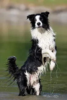 Begs: Border Collie standing on its hind legs in water