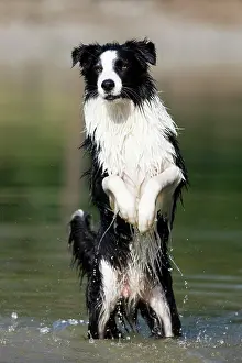 Begs: Border Collie standing on its hind legs in water