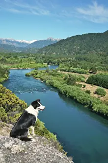 Lagos: Border Collie on a viewpoint over the river valley