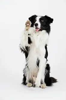 Waving: Border Collie waving, male