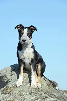 Tricolor: Border Collie, young female, tricolor, sitting on