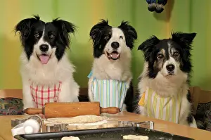 Cracker: Three Border Collies making biscuits