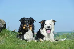 Pant: Border Collies, male and female, tricolor, lying