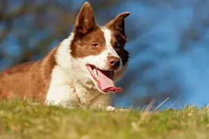 Herding: Border Collies, pedigree dogs, herding dogs, domestic