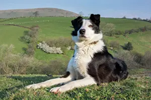 Cumbria: Border Collies, pedigree dogs, herding dogs, domestic