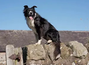 Herding: Border Collies, pedigree dogs, herding dogs, domestic