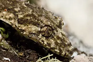 Saltuarius: Border Leaf-tailed Gecko