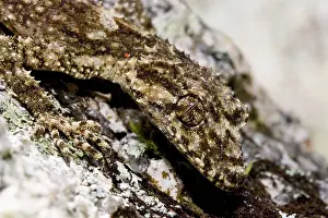 Saltuarius: Border Leaf-tailed Gecko