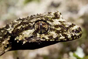 Saltuarius: Border Leaf-tailed Gecko