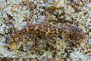 Saltuarius: Border Leaf-tailed Gecko (Camouflaged)