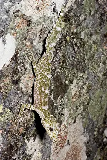Saltaurius: Border leaftail gecko