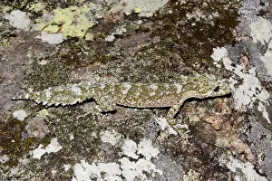 Saltaurius: Border leaftail gecko