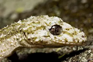 Saltaurius: Border leaftail gecko