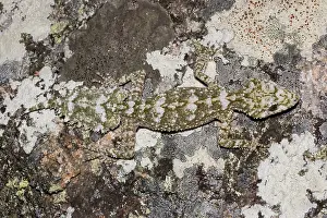 Saltaurius: Border leaftail gecko