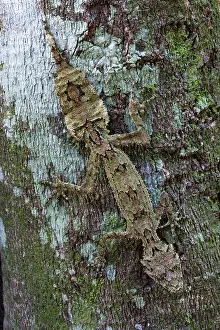 Leaftailed: Border ranges leaf-tailed gecko