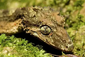 Leaftailed: Border ranges leaf-tailed gecko