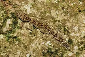 Leaftailed: Border ranges leaf-tailed gecko