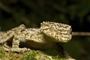 Leaftailed: Border ranges leaf-tailed gecko