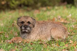 Pedigreed: Border Terrier - adult dog - Germany