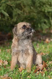 Pedigreed: Border Terrier - adult dog - Germany