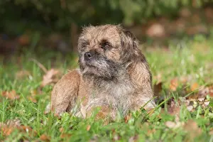 Pedigreed: Border Terrier - adult dog - Germany