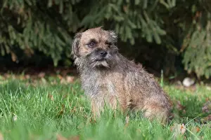 Pedigreed: Border Terrier - adult dog - Germany