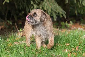 Pedigreed: Border Terrier - adult dog - Germany