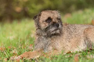 Pedigreed: Border Terrier - adult dog - Germany