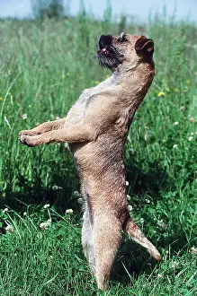 Balancing: BORDER TERRIER DOG BEGGING on hind legs