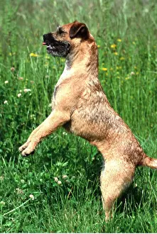 Balancing: BORDER TERRIER DOG - begging on hind legs