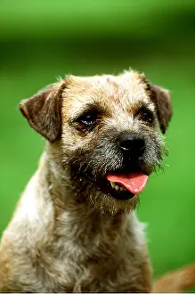 Scruffy: BORDER TERRIER DOG close up of head