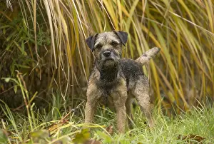 100119: Border Terrier Dog outside in autumn