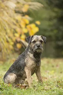 100119: Border Terrier Dog outside in autumn