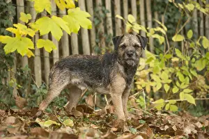 100119: Border Terrier Dog outside in autumn