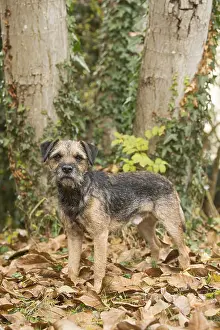 100119: Border Terrier Dog outside in autumn