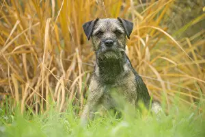 100119: Border Terrier Dog outside in autumn