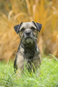 100119: Border Terrier Dog outside in autumn