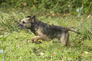 100119: Border Terrier Dog outside in autumn