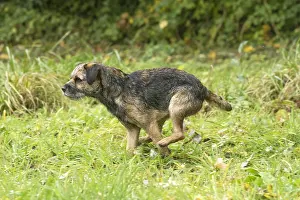 100119: Border Terrier Dog outside in autumn