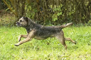 100119: Border Terrier Dog outside in autumn