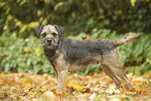 100119: Border Terrier Dog outside in autumn