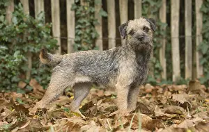 100119: Border Terrier Dog outside in autumn