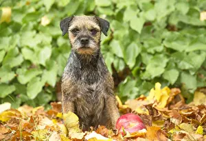 100119: Border Terrier Dog outside in autumn
