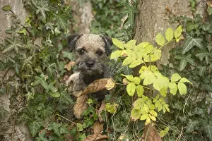 100119: Border Terrier Dog outside in autumn
