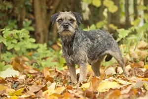 100119: Border Terrier Dog outside in autumn
