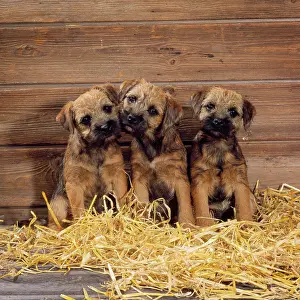 Curiosity: Border Terrier Dog - puppies in barn