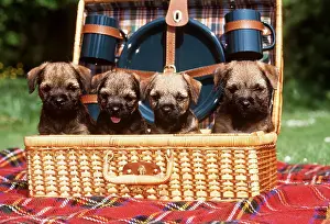 Baskets: Border Terrier DOG - four puppies in picnic basket